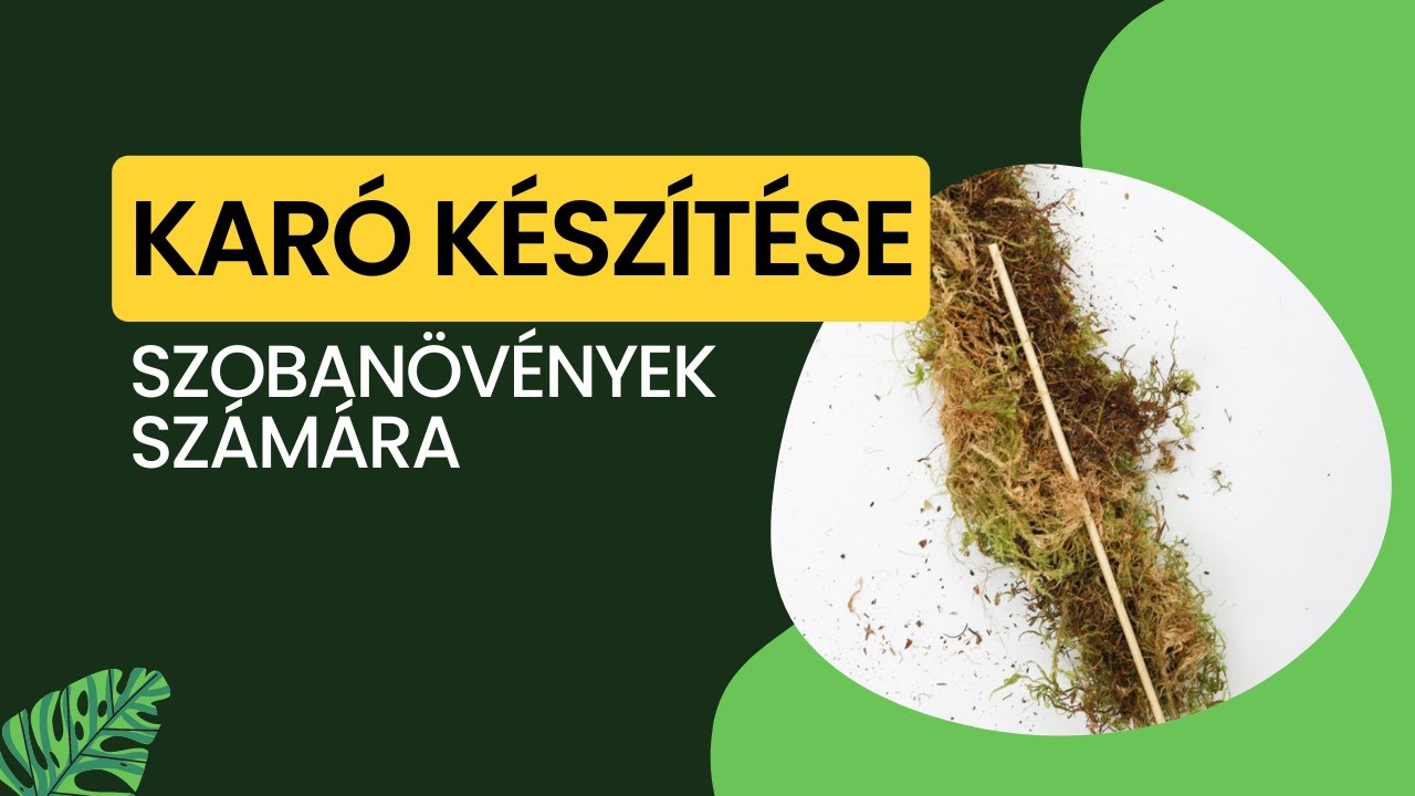 Kókuszchips karó készítése futó növényekhez - Szobanövény gondozási tippek kezdőknek | Let's Leaf