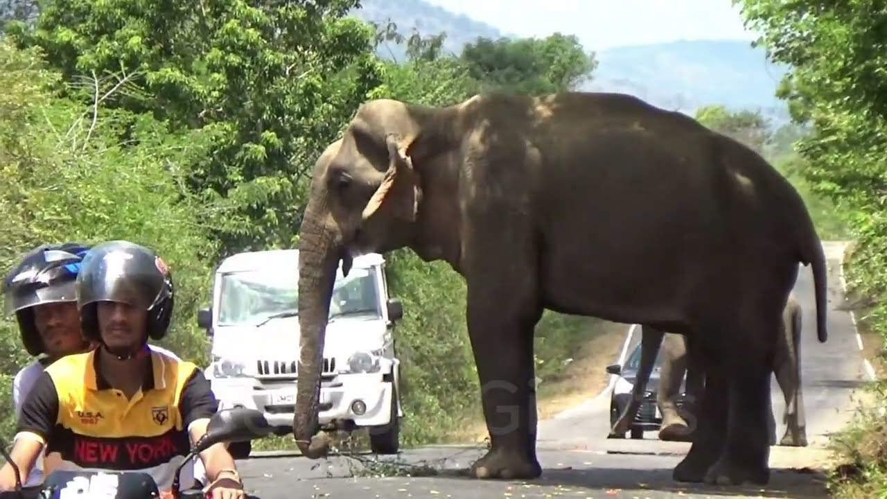 Buttala Road Drama: Raja the Wild Elephant Demands Food, Others Join the Feast!