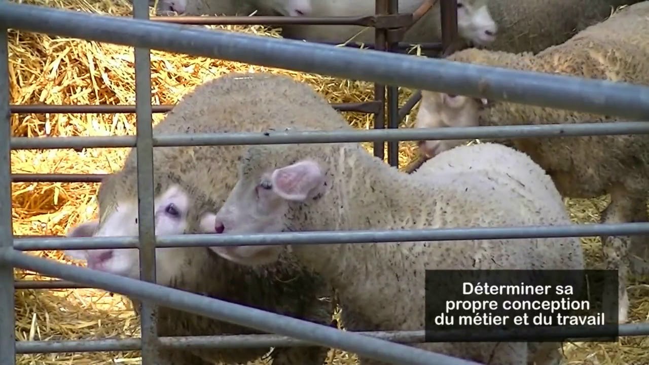 Des élevages ovin viande performants sur économie et travail