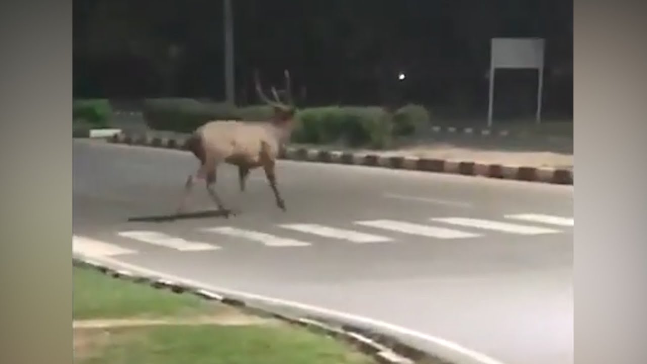 Chandigarh goes clean, and wild!