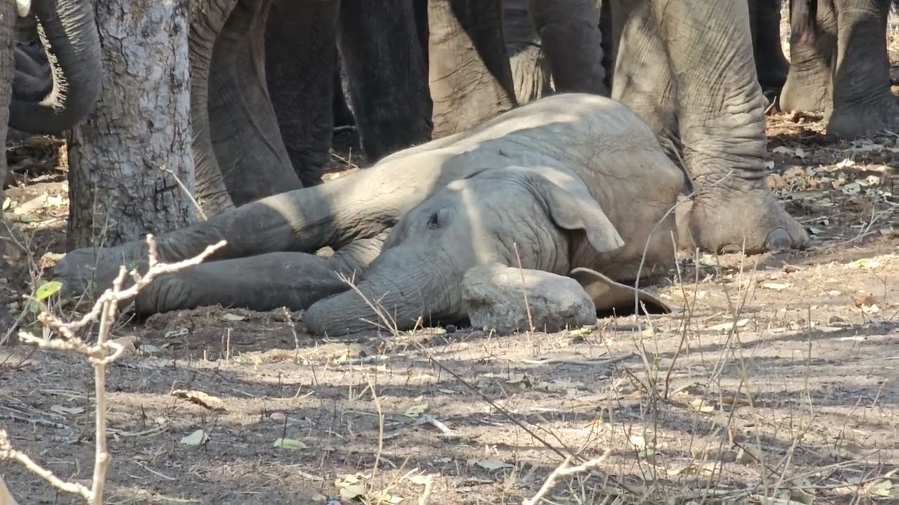 Elephant Baby nap time while mom and the herd keep watch in the Kruger National Park. #elephant
