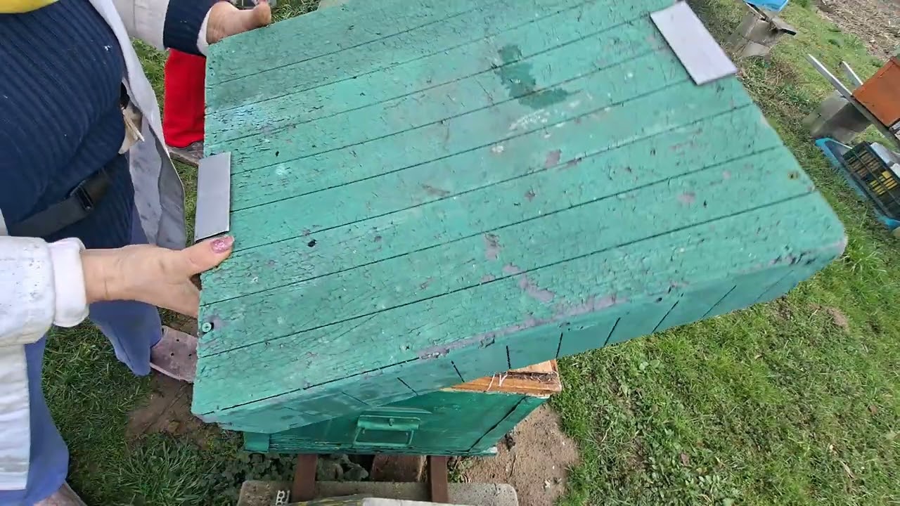 Albine .Turtă proteică  . Tratament  cu uleiuri esențiale.  