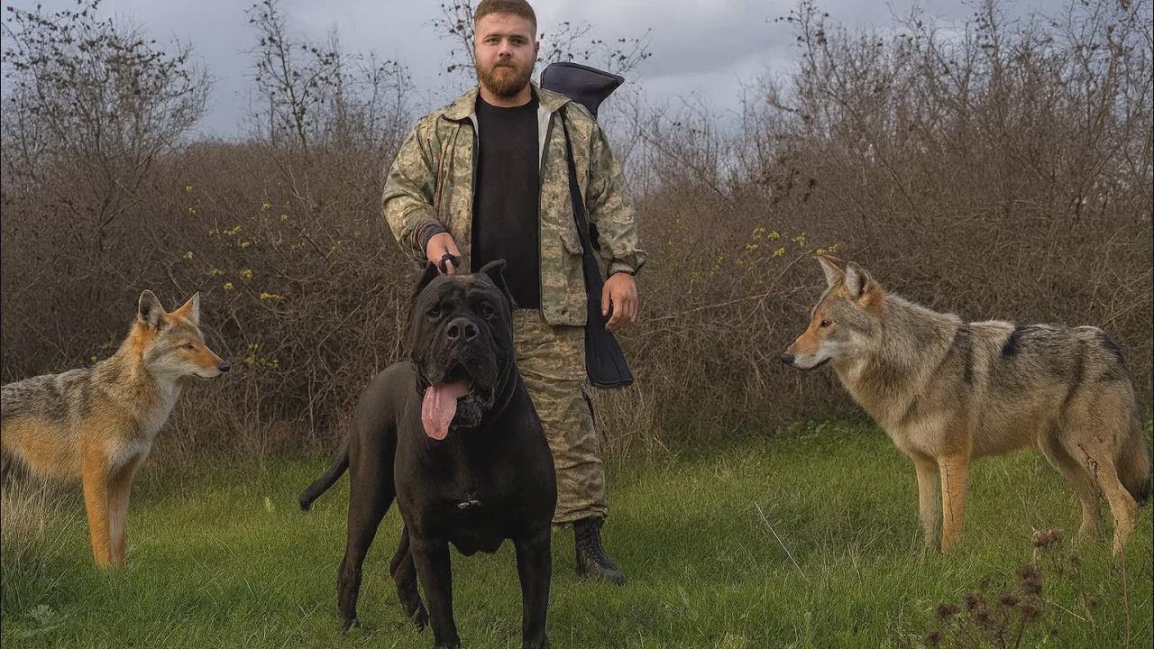 L-am prins pe lup în pădure – Cane Corso Hektor și-a arătat puterea!