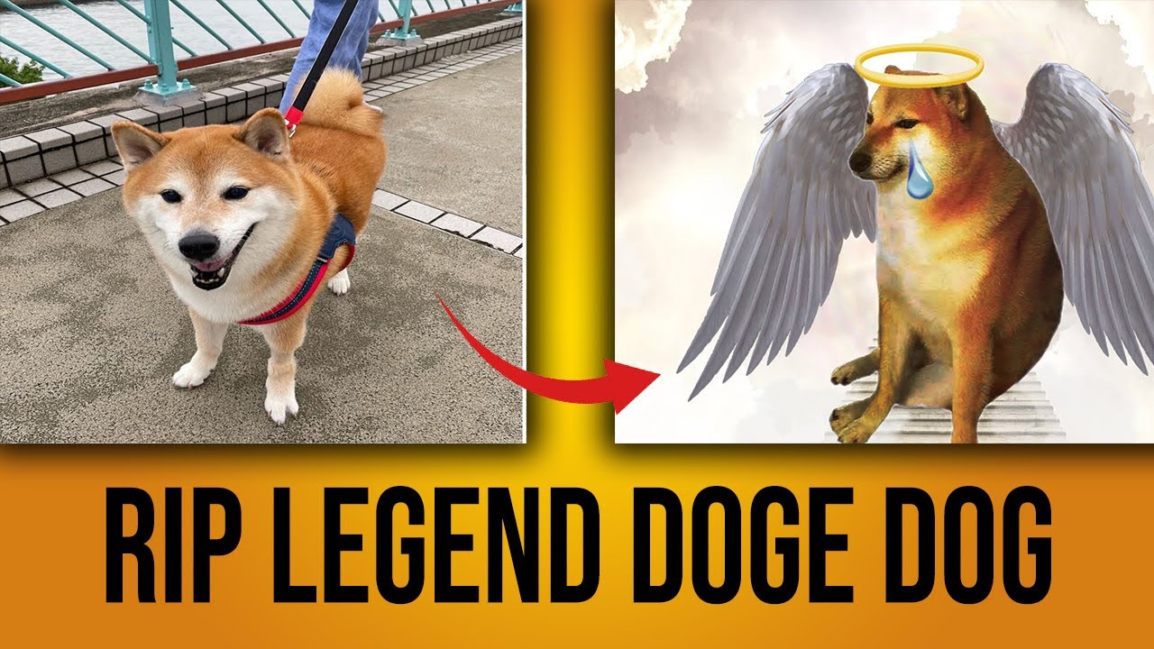 Cryptocurrency DogeCoin Meme Dog, 
