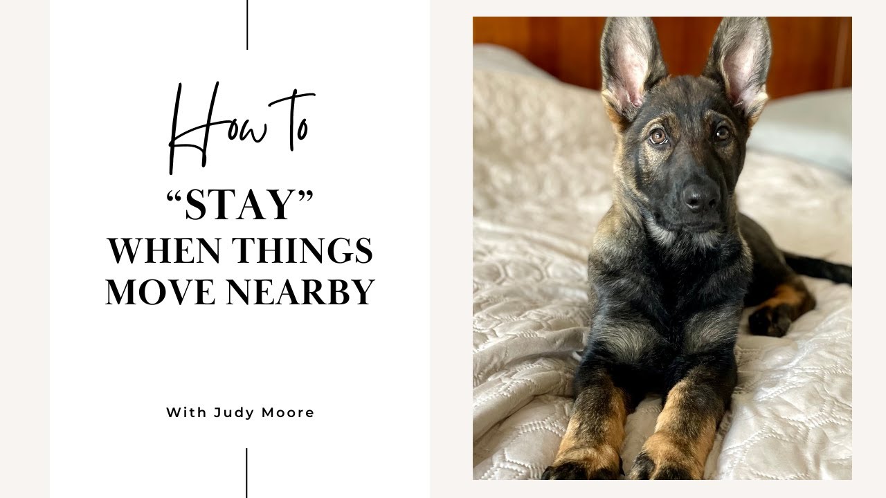 Does your puppy chase the sweeper?