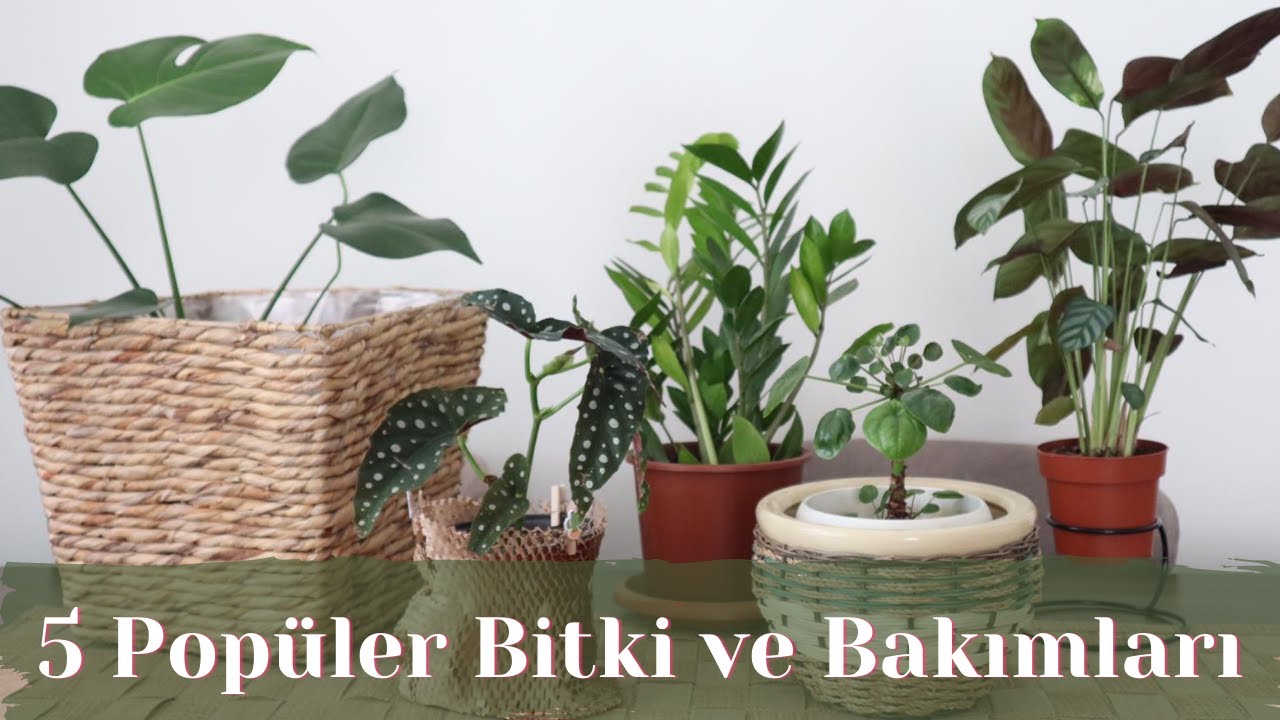 5 Popüler Bitki ve Bakımları | Bitki Bakımı