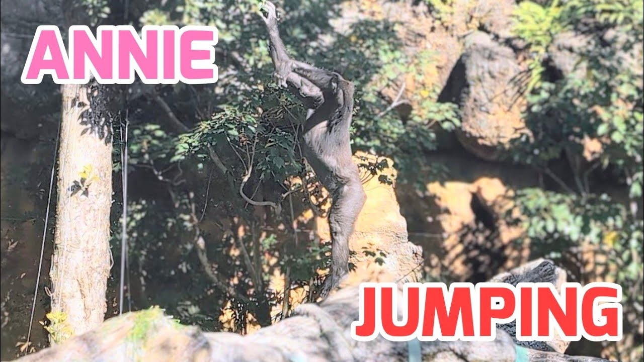 アニーちゃん、葉っぱを取るためにジャンプ【Annie is jumping to get the leaves】2026.01.14