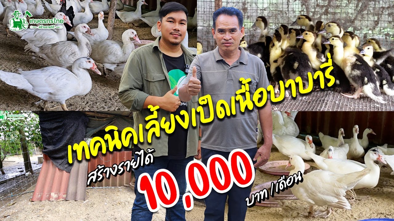 เลี้ยงเป็ดเนื้อบาบารี่ สร้างรายได้เสริม 4,000 บาท/อาทิตย์ #เป็ดบาบารี่ #เลี้ยงเป็ด #เล็กครับ