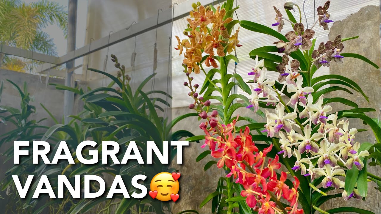 FOUR FRAGRANT VANDAS | Vanda Orchids in Bloom | Fragrant Orchid Flowers | Cheery Orchids