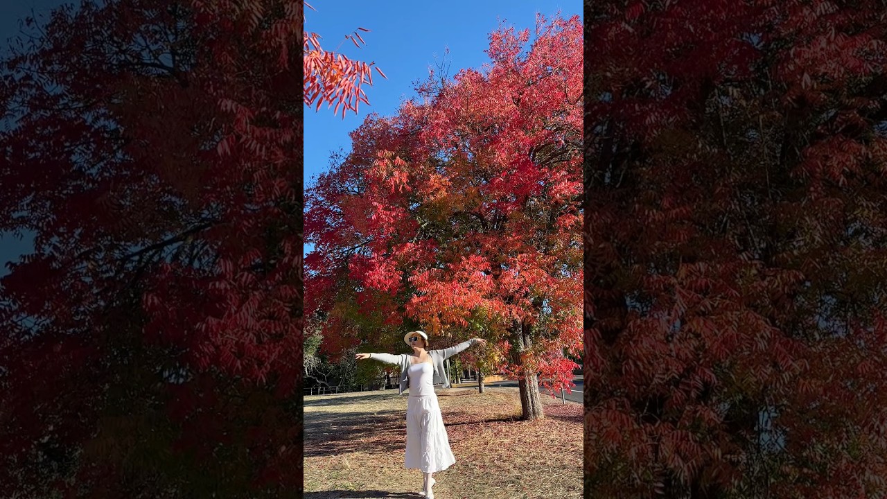 Stanford🍁 2025 #stanford #stanforduniversity #autumn