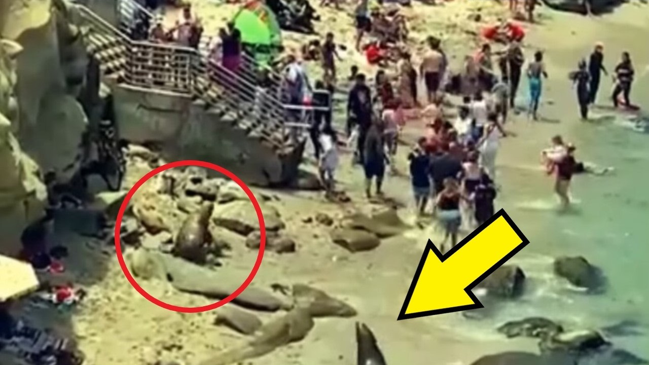 The tourists scattered when THEY appeared on the beach!