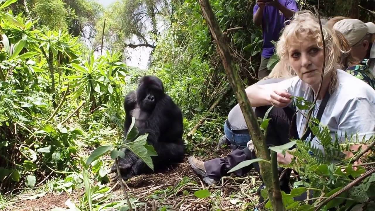 Gorilla Trek at Volcanoes National Park, Rwanda