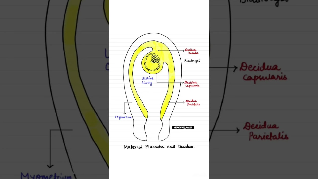 🧬Decidua = modified endometrium.Placenta =lifeline for the fetus. 