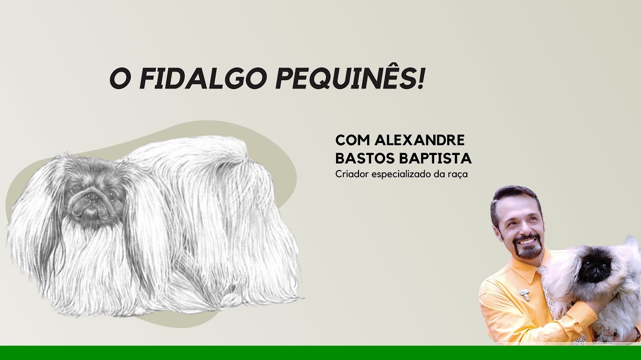 Conheça o Fidalgo Pequinês!