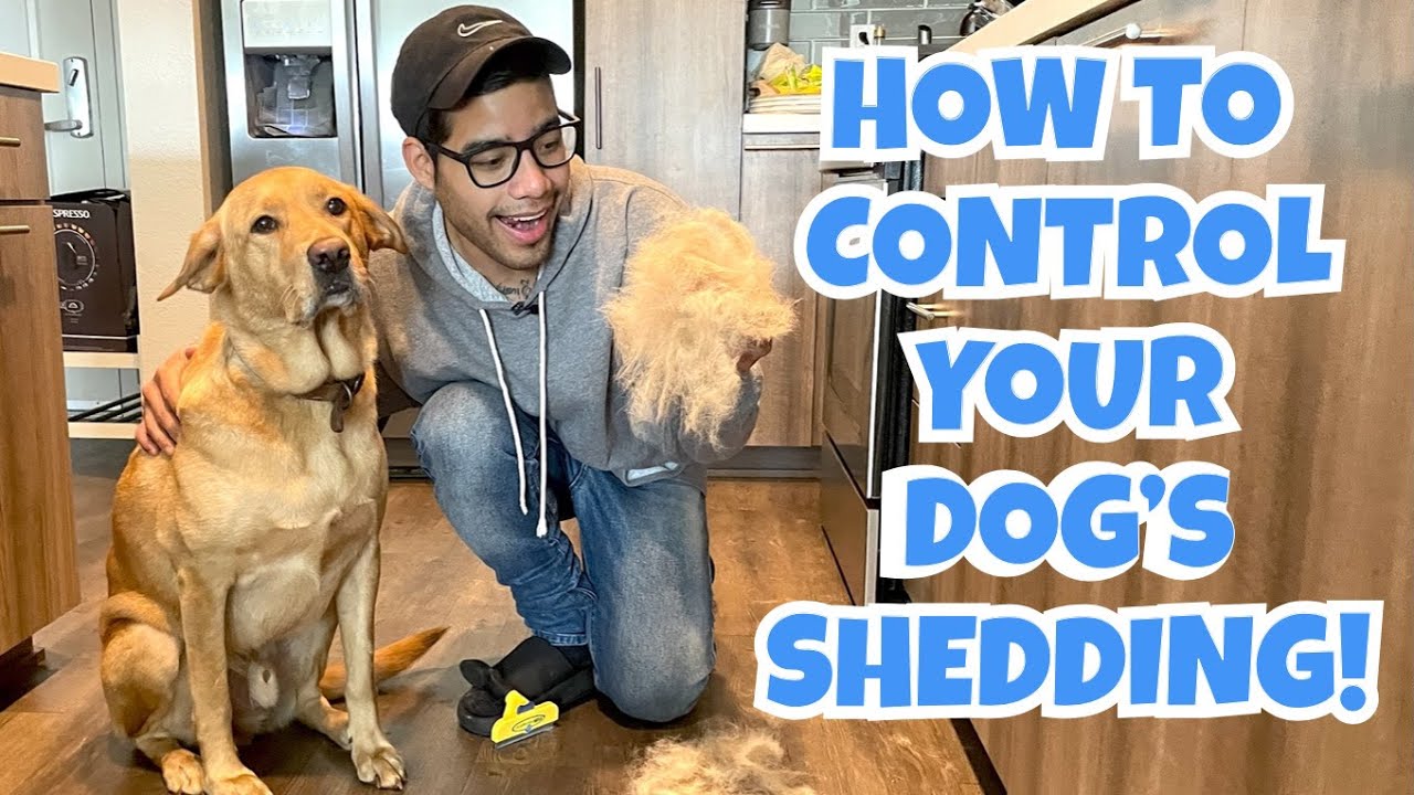 How To Stop And Control EXCESS Shedding!!!