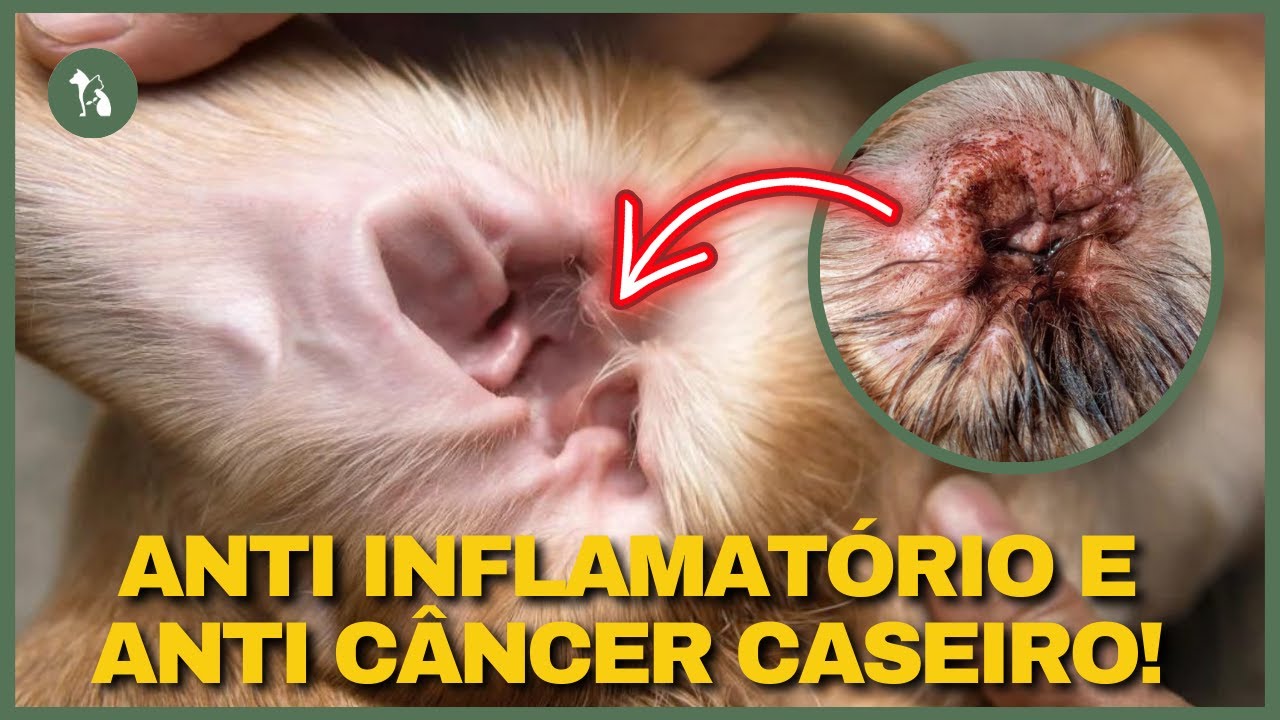 NATURAL, RÁPIDO E FÁCIL! Dê ESSA SEMENTE SENSACIONAL ao seu Cão e ao Seu Gato!