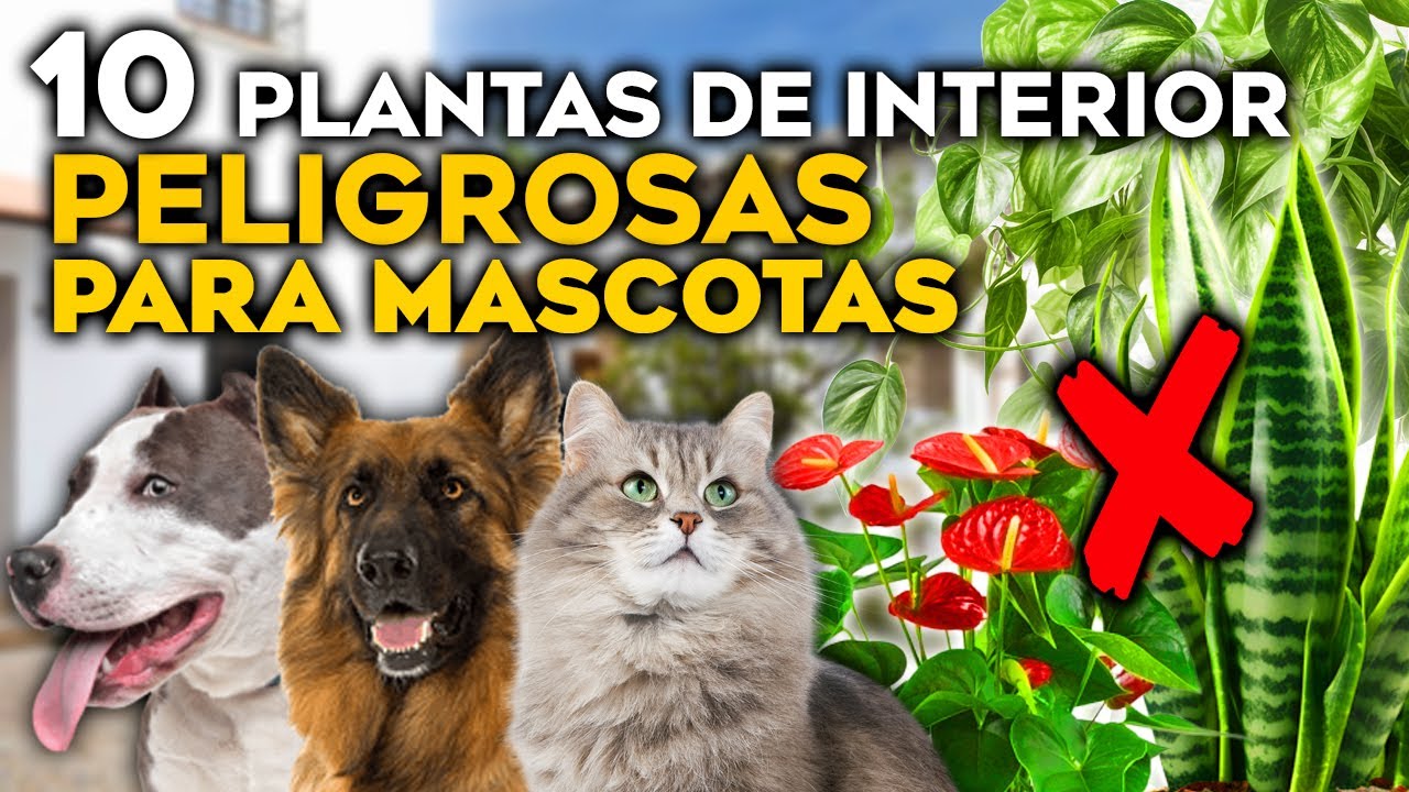 ¡REVELADO! Las 10 PLANTAS MÁS TÓXICAS para PERROS, GATOS y Mascotas | Plantas de interior Peligrosas