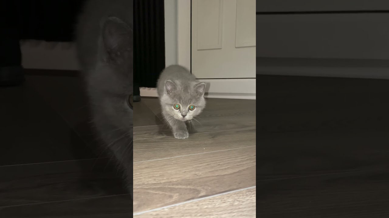 2 Months Vs 1 Year- Glowup or Glowdown? 🤪 #cat #britishshorthair