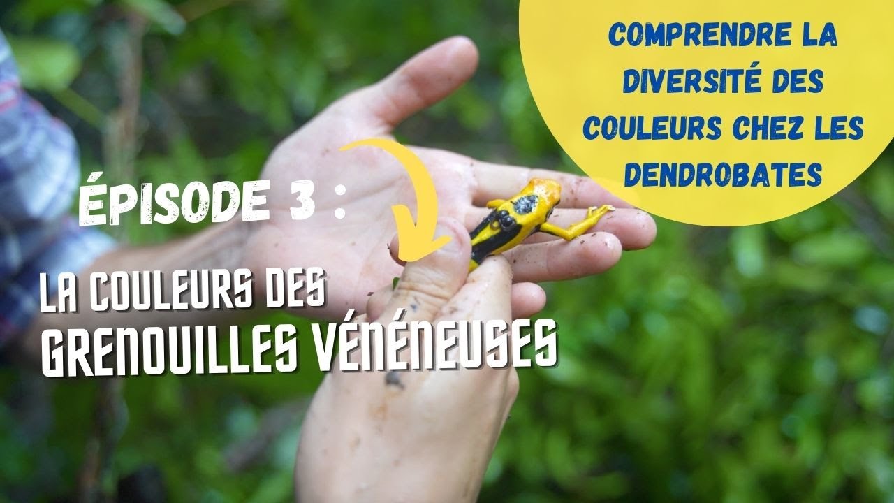 #Episode3 : grenouille et diversification des couleurs... Rencontre avec : Mathieu Chouteau