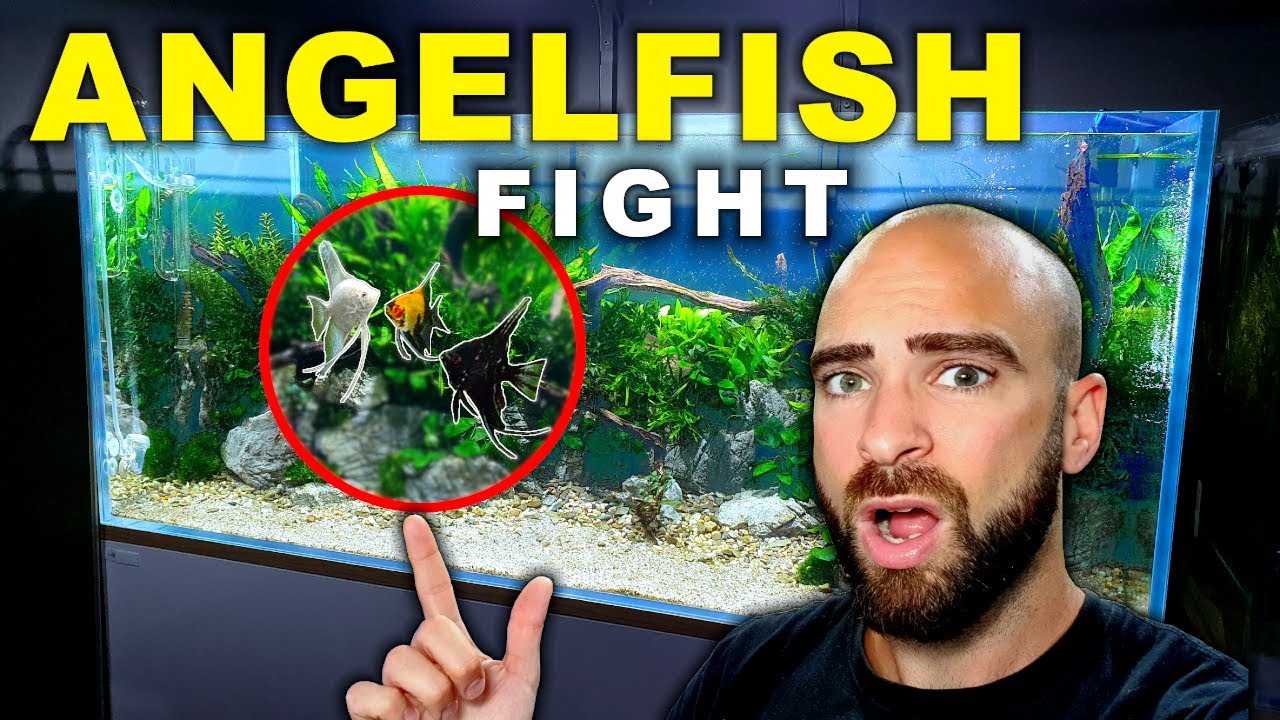 ANGELFISH FIGHT | BEAUTIFUL FISH ARE FIGHTING!!