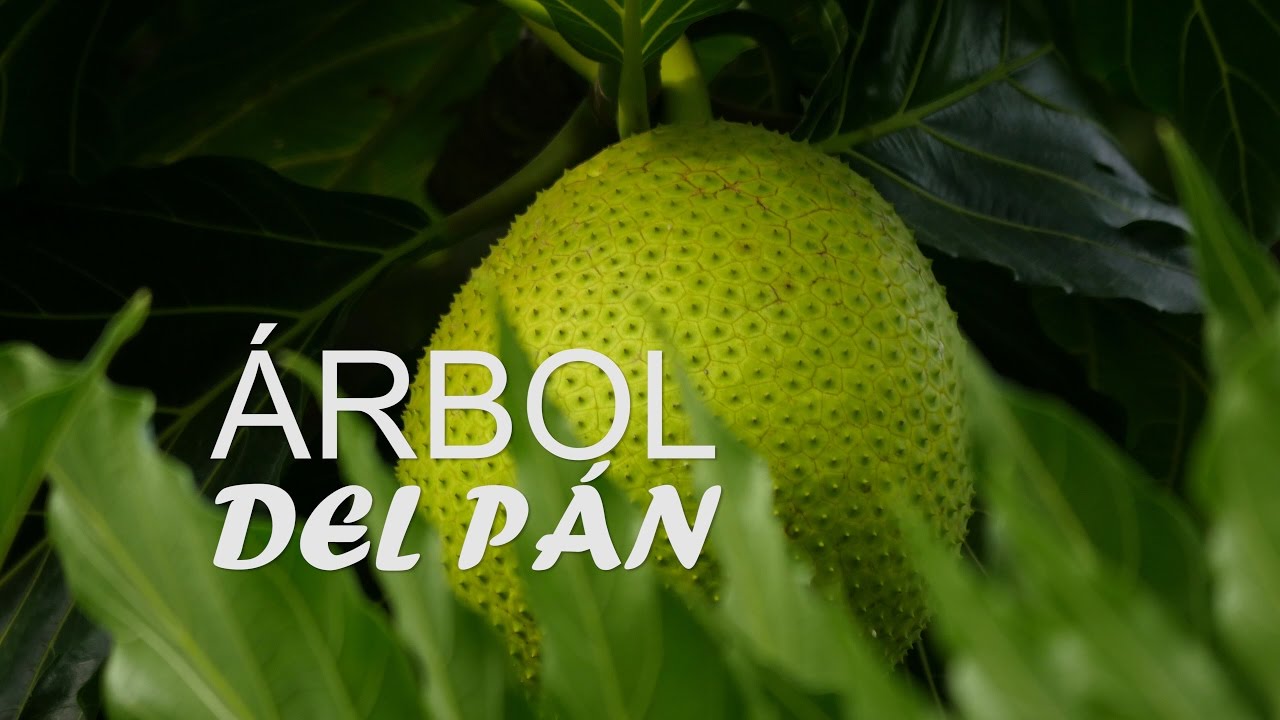 Singularidades del Árbol Del Pan - San Andrés, Colombia - TvAgro por Juan Gonzalo Angel