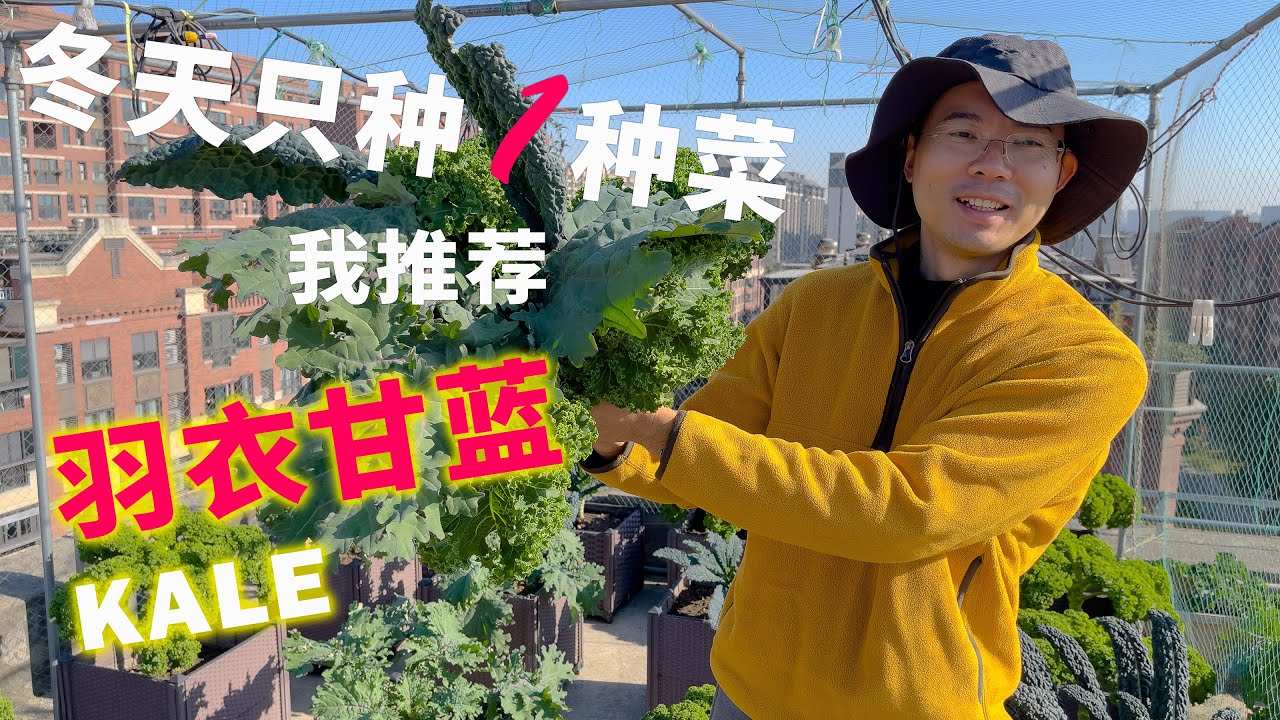 羽衣甘蓝全攻略：育苗、种植、管理、采摘、烹饪一网打尽！