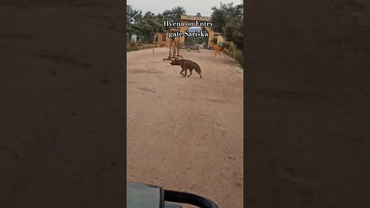 Stripped Hyena On Entry Sariska Main Gate. #sariska #nature #hyena #entrygate #wildlife