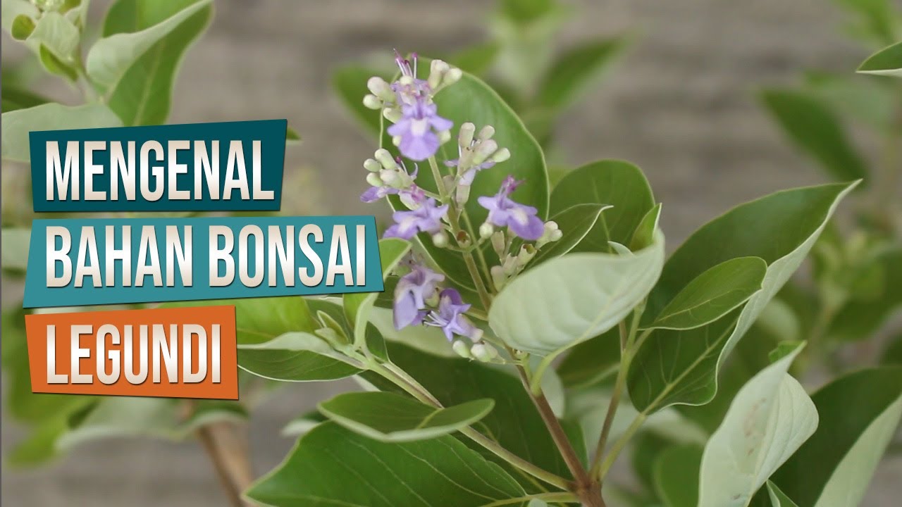 Mengenal Bahan Bonsai Legundi Bersama Pak Supahar