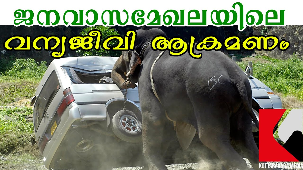 Kerala | Wild | Malayalam Latest News | ജനവാസമേഖലയിലെ വന്യജീവി ആക്രമണം