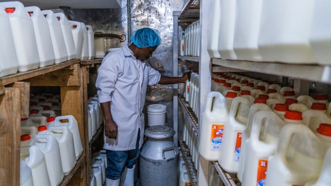 SHAMBANI MILK DAIRY | AINFP CLIENT| TANZANIA