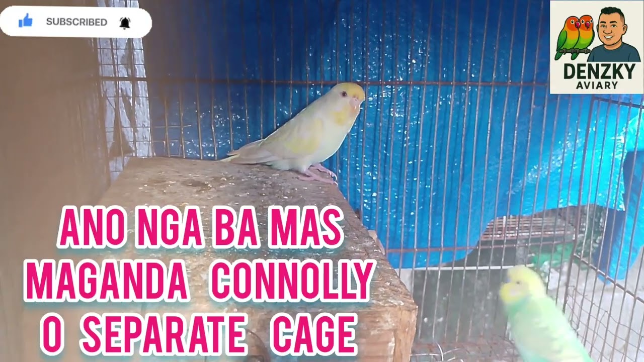 Colony  cage o separate cage ano Ang  mas ok  