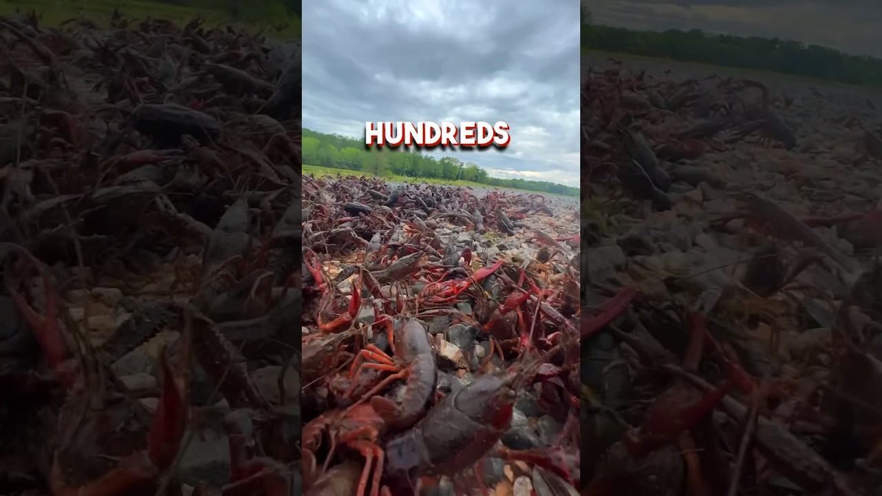 🦞 HUNDREDS OF CRAWFISH CROSSING THE ROAD