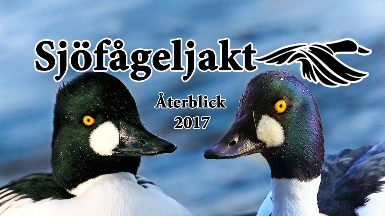 Sjöfågeljakt - Återblick 2017