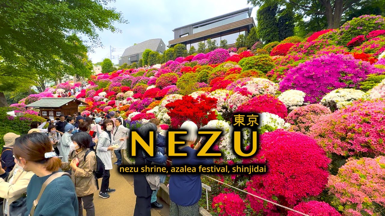 Azalea Festival at Nezu Shrine Tokyo Japan | Shinjidai Izakaya Fried Chicken Skin | ASMR Silent Vlog