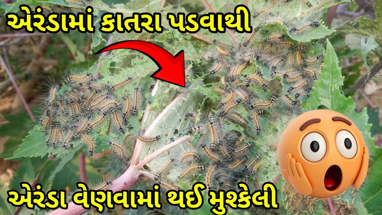 એરંડામાં કાતરા પડવાથી એરંડા વેણવામાં થઈ મુશ્કેલી 👈 vlogs 