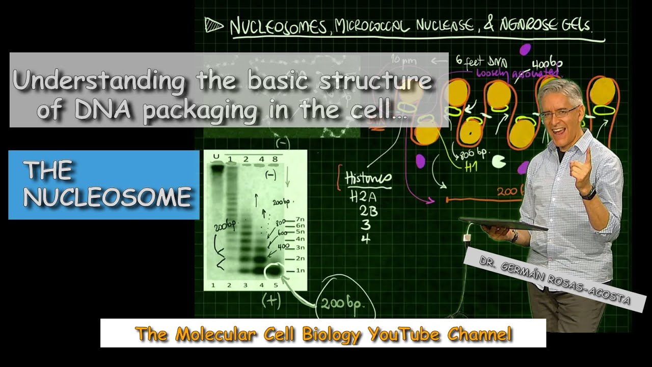 Understanding the nucleosome