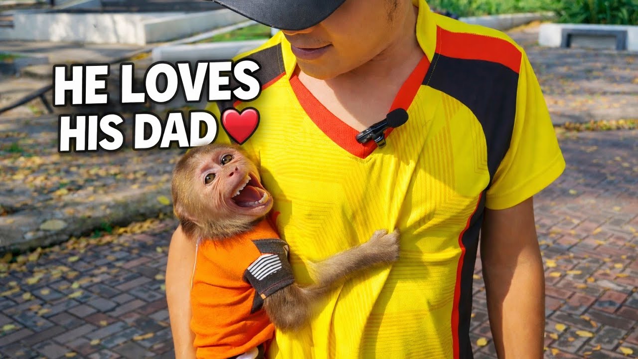 This Baby Monkey’s Love for His Dad Will Melt Your Heart 😭❤️