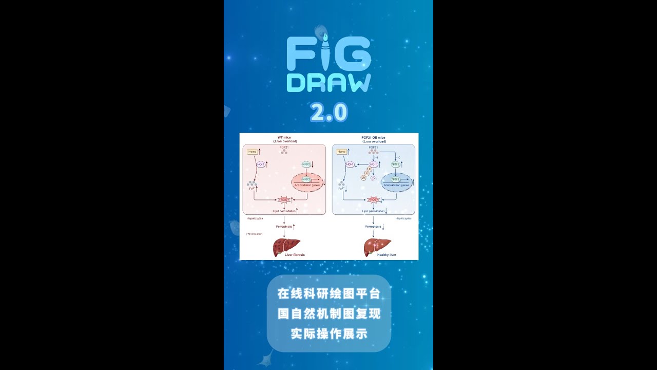 科研绘图教学|国自然风格机制图绘制#sci #science #科研
