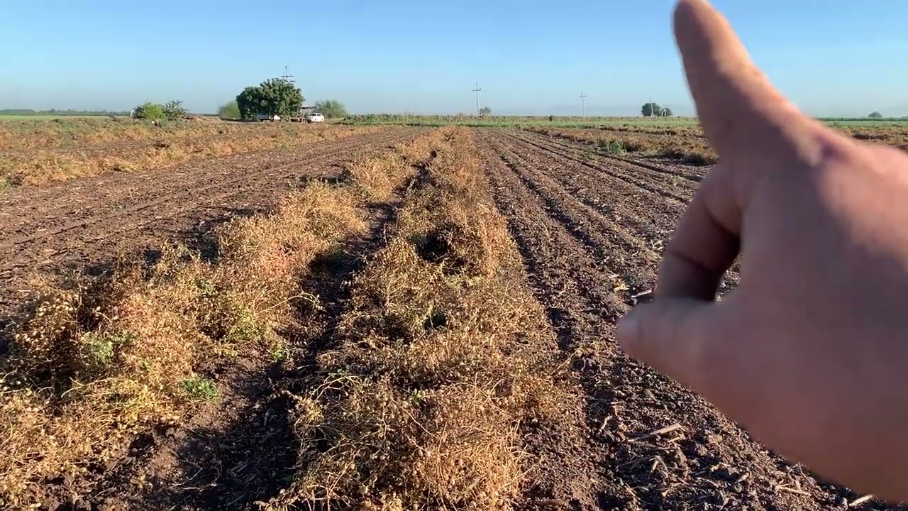 GARBANZO | CORTE A 114 DIAS, LA COSECHA ESTA CERCA!!! | CICLO 2025-2026