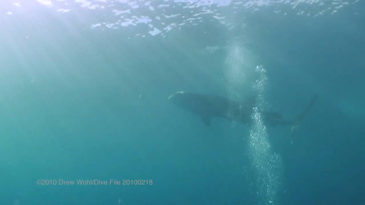 An Unexpected Visitor