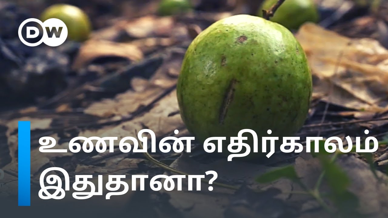 Food forests that will save humanity; What is Food Forest and its Uses? | DW Tamil