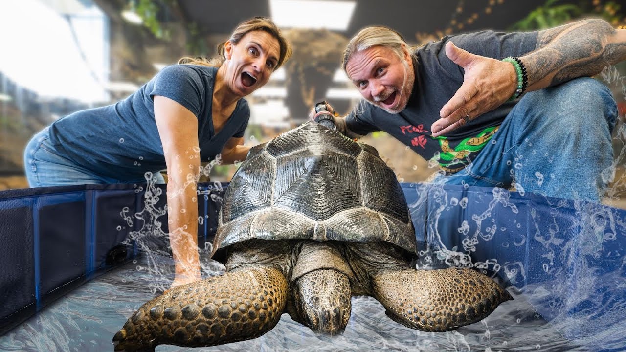 Giant Tortoise Gets a Bath for the FIRST TIME!!