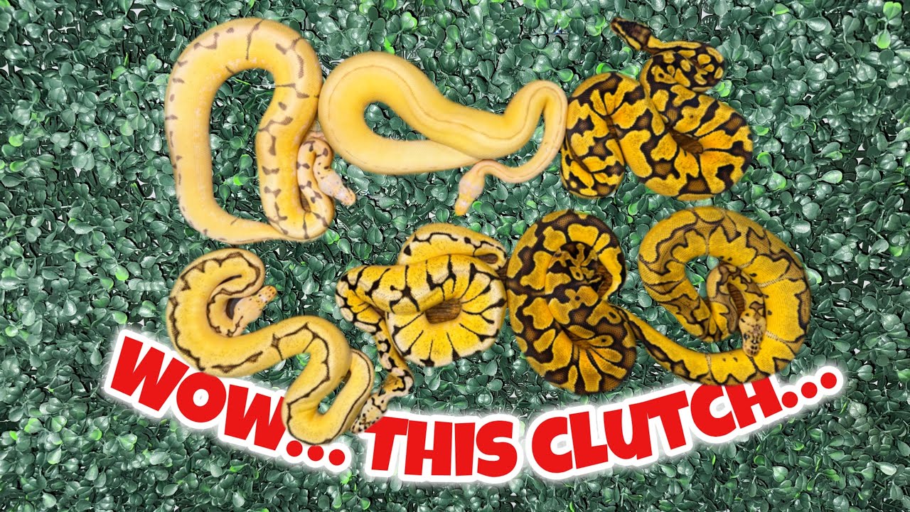 2024 - Clutch #7 Update - Breeding Ball Pythons
