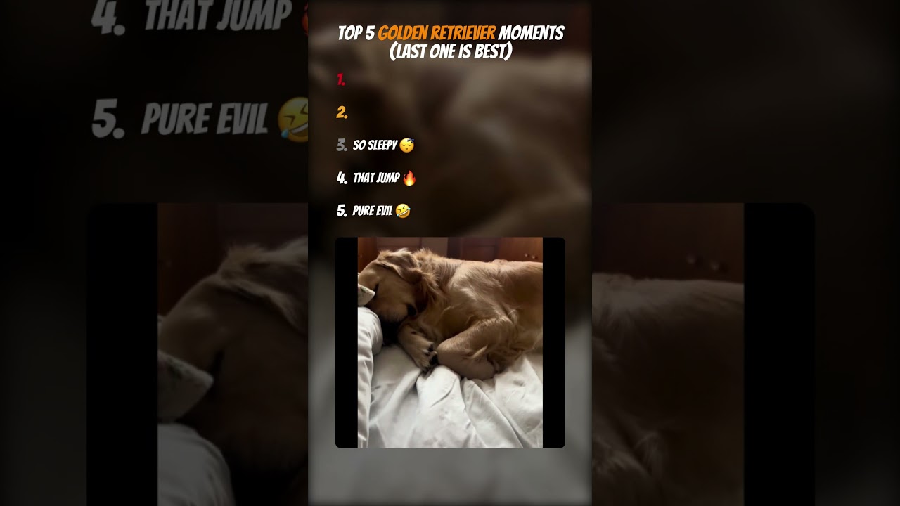 Top 5 Golden Retriever Moments 