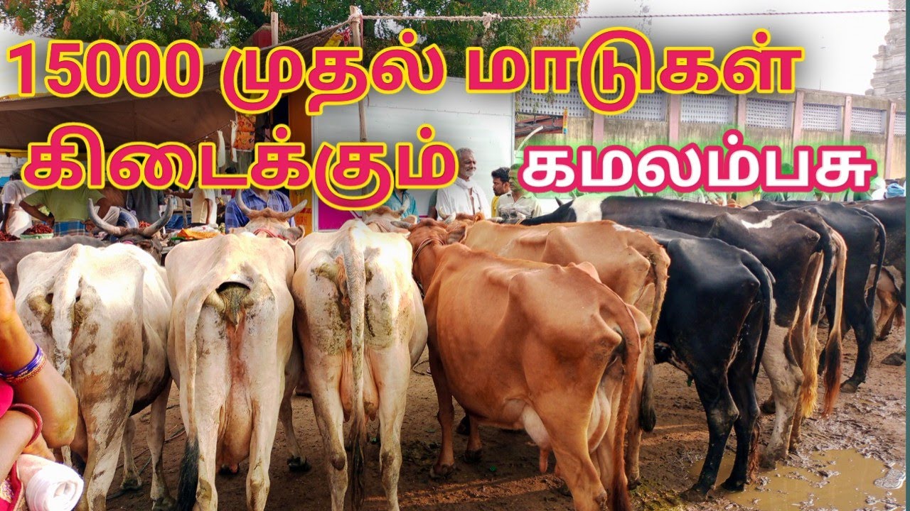 ரூ25000,பசுமாடு கன்றுக்குட்டி குறந்தை விலை விற்பனை செய்தேன்|சினைபசு, கமலம்பசு|Vellore cattle market