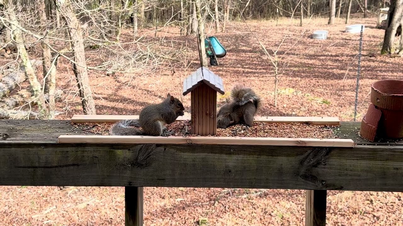 Squirrels at the bird feeder 