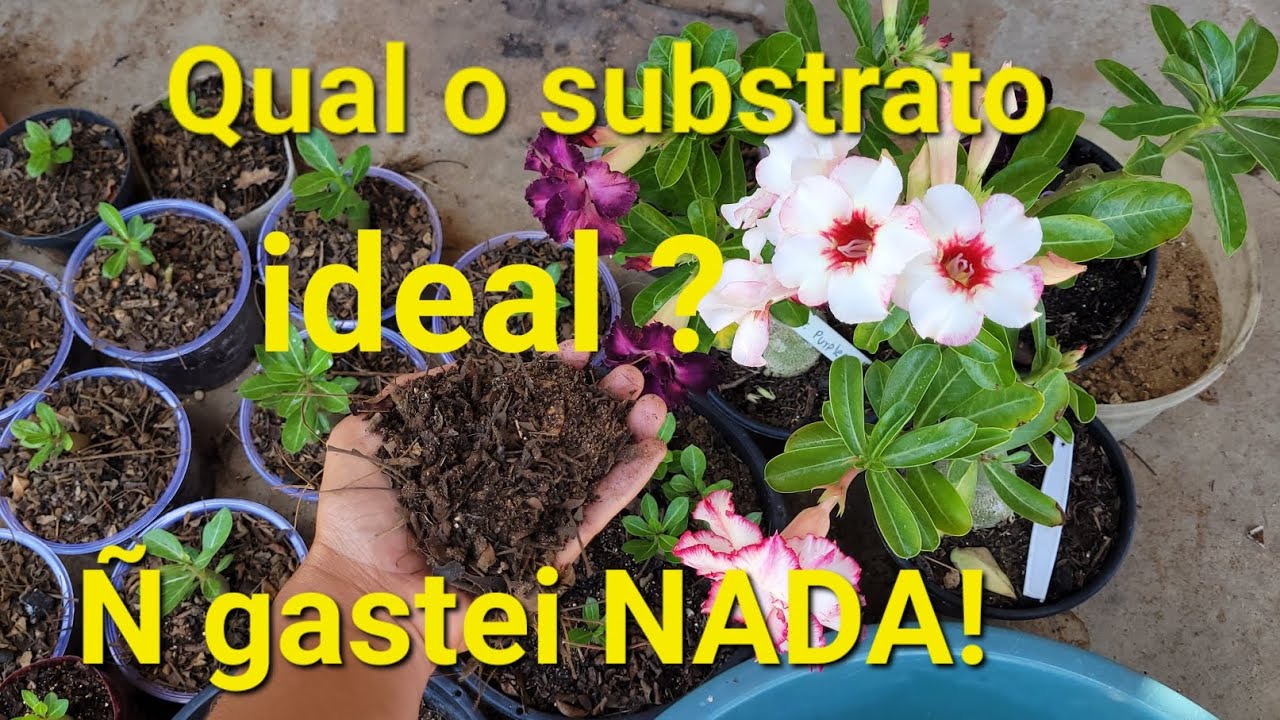 FAÇA o substrato ideal ,BARATO, rico em nutrientes,drenante p rosa do deserto