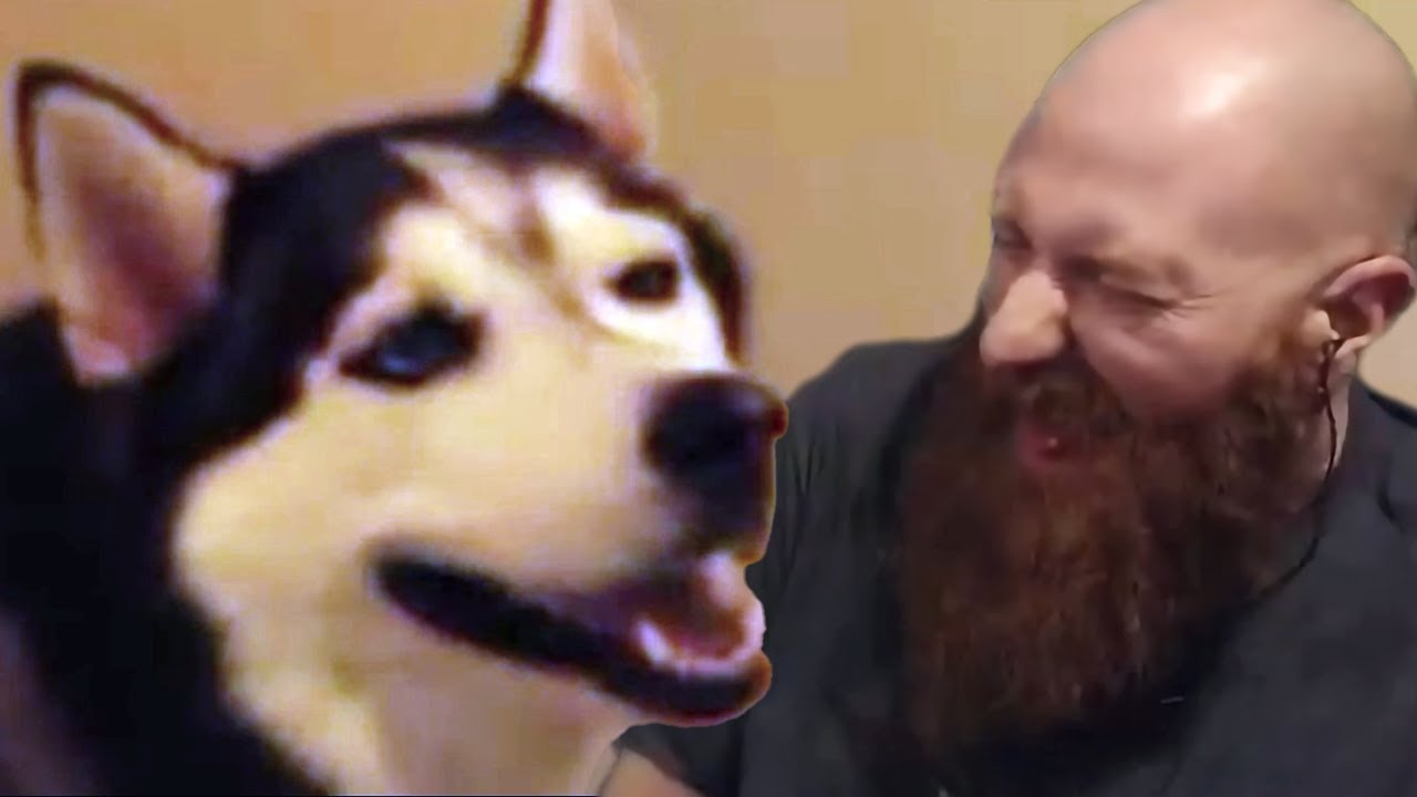 Bald Man Watches Funny Animal Videos Then Claps 👨🏻‍🦲👀🐦👏🏻