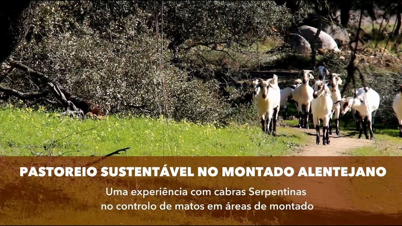 Alcava e Pégoras  - Pastoreio sustentável no montado alentejano