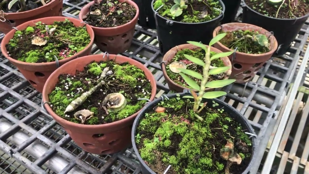 13/3 lan rừng chia sẽ ae lh 0376394403